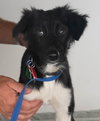 Sutton Puppy