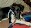 Sutton Puppy