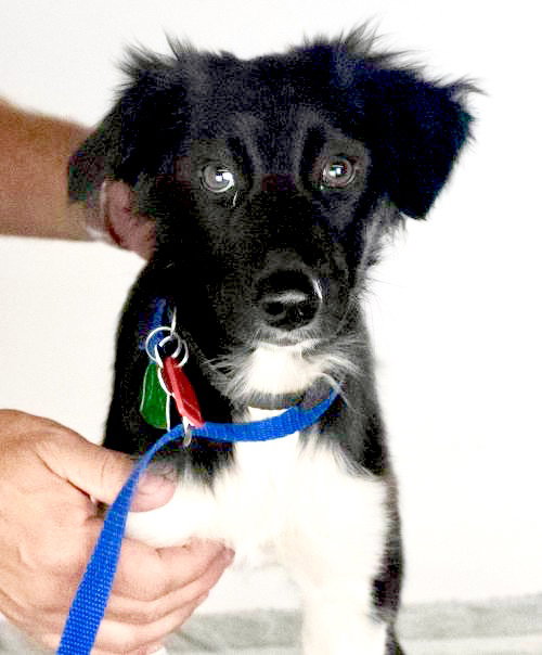 Sutton Puppy