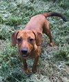 Claudia Puppy
