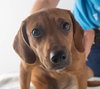Claudia Puppy