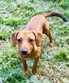 Claudia Puppy