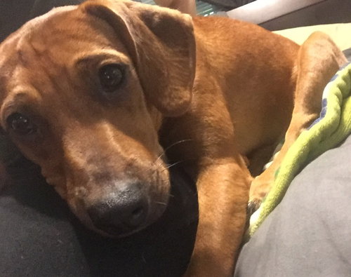 Claudia Puppy