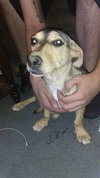 Korine Pup