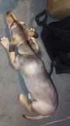 Korine Pup