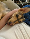 Korine Pup
