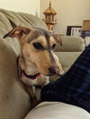 Korine Pup