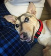 Korine Pup