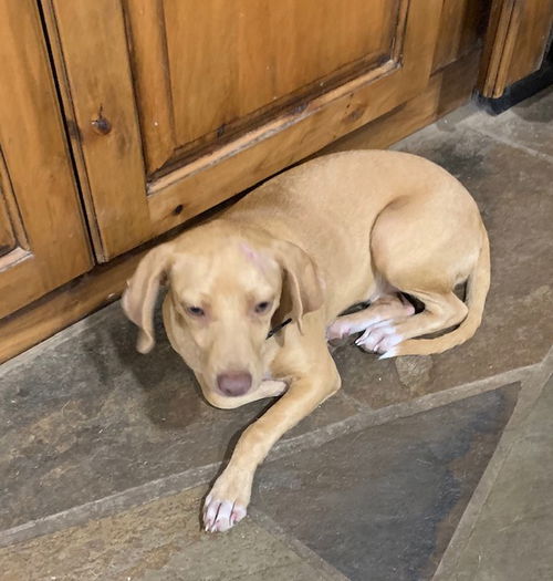 Zofia Pup FA