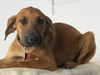 Jaffa Puppy