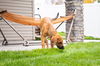 Jaffa Puppy