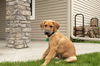 Jaffa Puppy