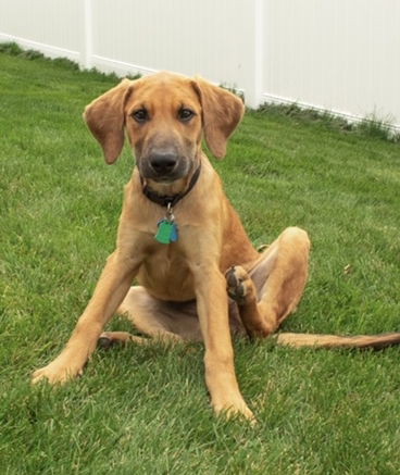 Jaffa Puppy