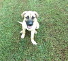 Rune Puppy