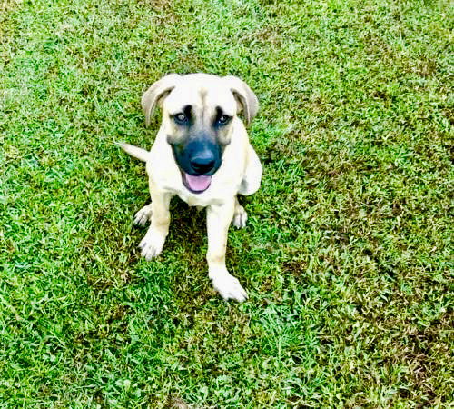 Rune Puppy