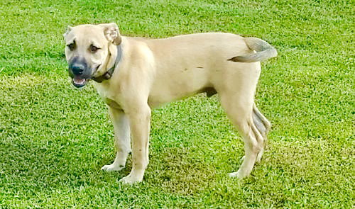 Arne Puppy