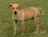 Roma Puppy