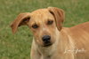 Roma Puppy