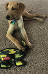 Roma Puppy