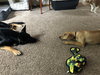 Roma Puppy