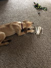 Roma Puppy