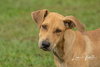 Marzano Puppy