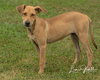Marzano Puppy
