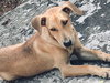 Marzano Puppy
