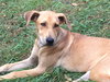 Marzano Puppy
