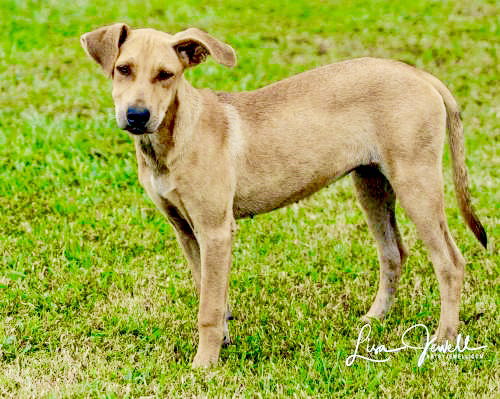 Marzano Puppy