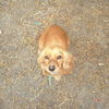 Golda