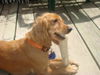 Golda