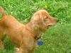 Golda