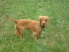 Golda