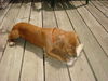 Golda