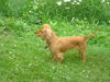 Golda