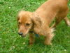 Golda