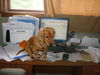 Golda