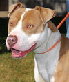 Duke