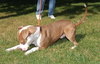 Duke
