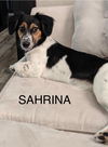 Sahrina -Puppy