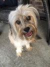 Lodi -Pup