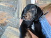 Blast Puppy