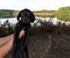 Blast Puppy
