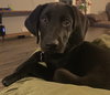 Blast Puppy