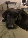 Blast Puppy