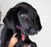 Blast Puppy