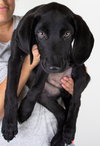 Blast Puppy