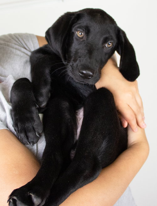 Blast Puppy