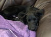 Blast Puppy